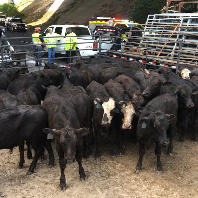 First responders get training for livestock highway incidents